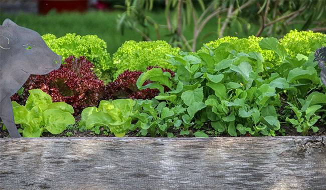 The 7 Types of Salad Vegetables Which Suitable for Planting in The Garden