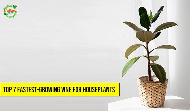 Top 7 Fastest-Growing Vine For Houseplants