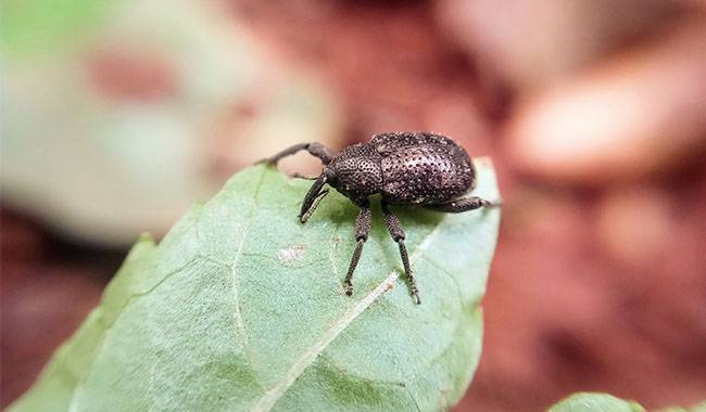 True weevils - Common Houseplant Pests