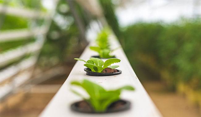What Plants Can I Grow With Hydroponic