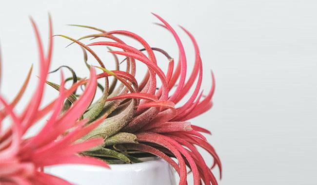 What is Tillandsia Flower and How to Plant it
