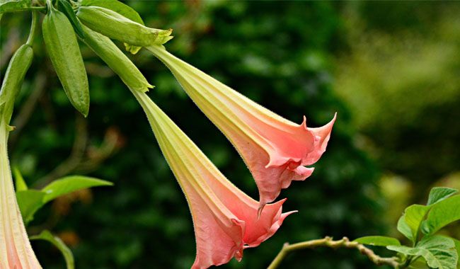 When and How Should I Transplant Brugmansia (Angels Trumpet)