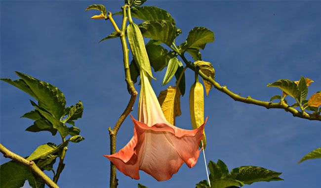 Which Brugmansia (Angels Trumpet) Can be Grown Indoors
