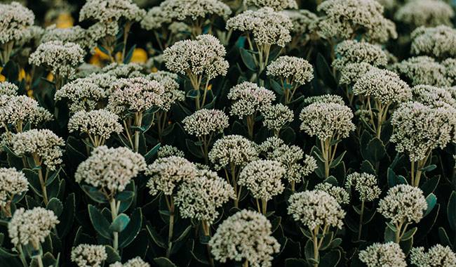 Yarrow - The 7 Suitable Herbs Plants for Your Garden