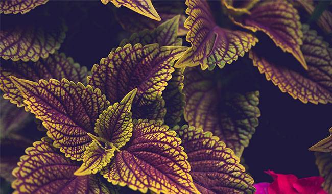 You Need to Save The Shrubs You Grow Coleus Until Spring