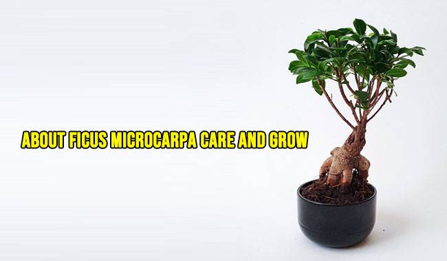 About Ficus Microcarpa Care and Grow