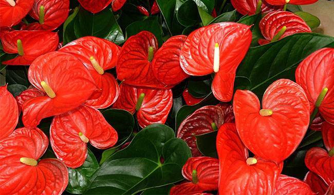 Anthurium as a Gift or for Home Decoration