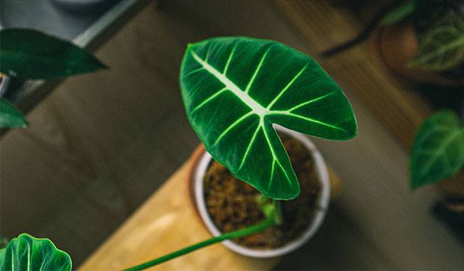 Caring for Alocasia Plant at Home