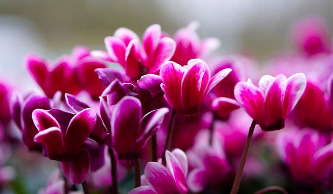 Caring for Cyclamen Plants at Home