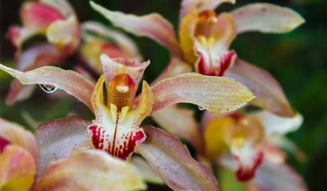 Caring for Cymbidium(Boat orchid) at Home