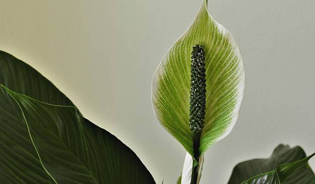Caring for Peace Lily at Home (spatifillum)