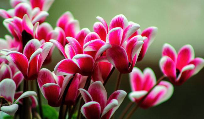 Growing Conditions for Cyclamen Plant