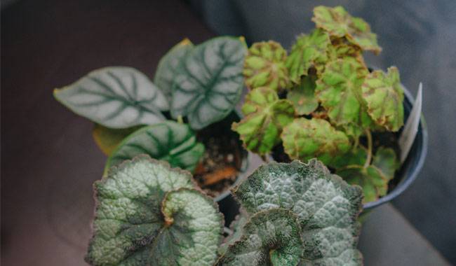 Growing Conditions for Indoor Begonia Rex
