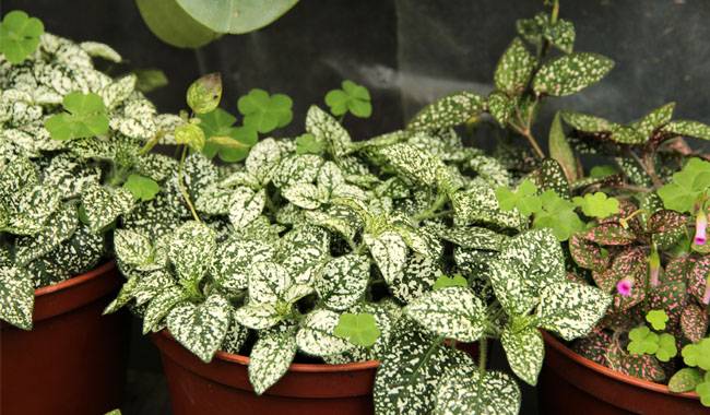 Growing Conditions for Indoor Hypoestes Plant