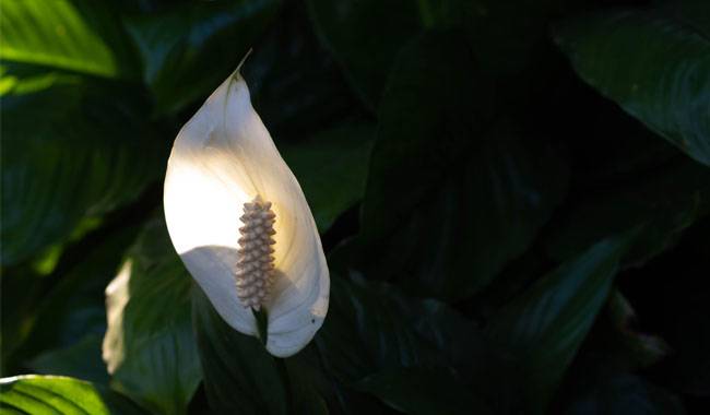 Growing Conditions for Indoor Peace Lily