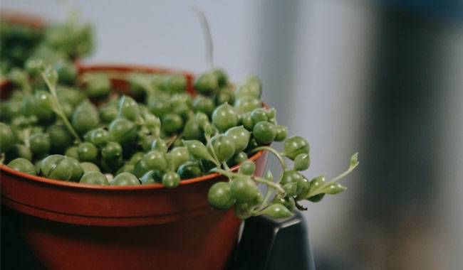 Growing Conditions for String of Pearls