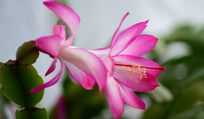 Growing Conditions for The Easter Cactus Plant Outdoors
