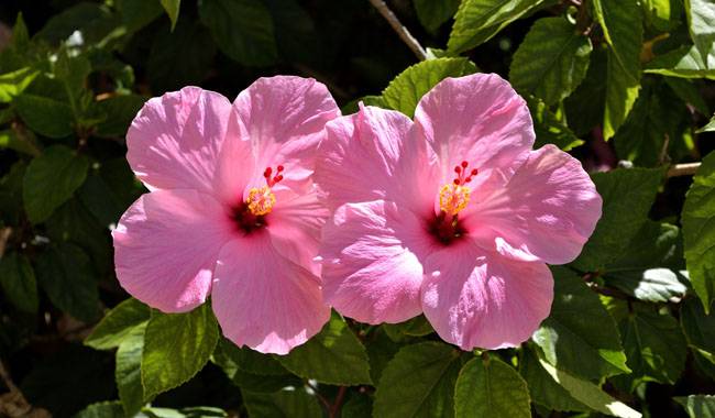 Hibiscus Plant of Improper Dormancy and Winter Care