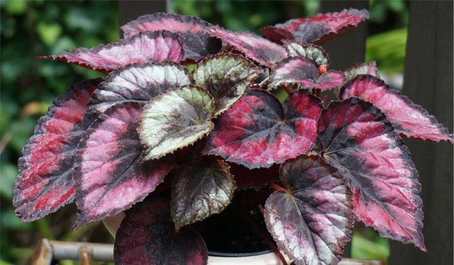 How to Grow Begonia Rex(Painted Leaf Begonia) and How to Plant it