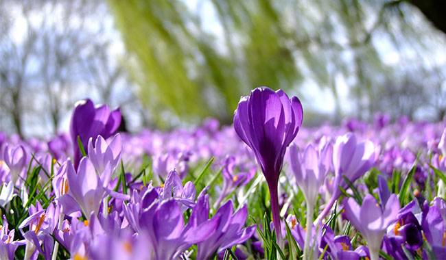 How to Grow Crocus Flower Indoor Planting, Growing, and Care