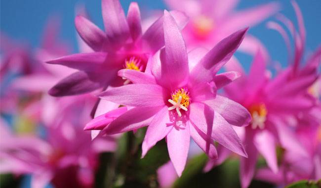 How to Grow Easter Cactus(Rhipsalidopsis) Flower