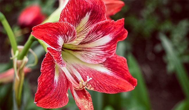 How to Grow Hippeastrum Plant at Home