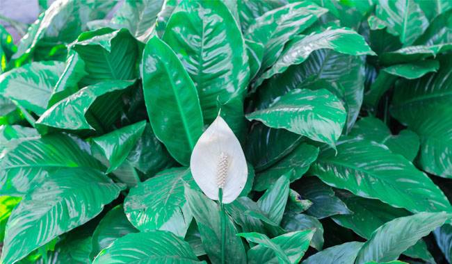 How to Grow Peace Lily (Spathiphyllum) at Home Growing, Planting, and Care