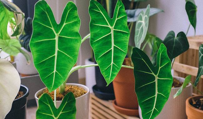 How to Grow and Care Houseplant Alocasia Plant