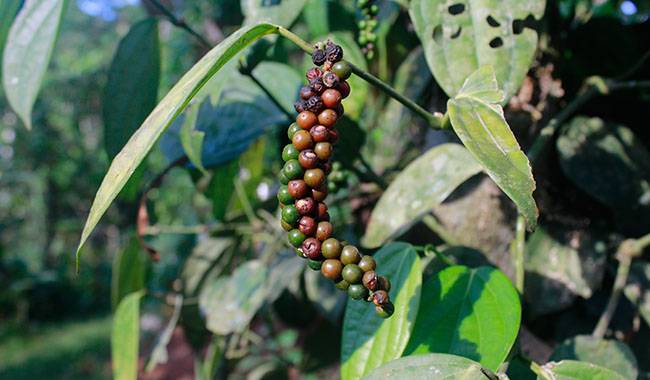 How to Grow and Care for Black Pepper at Home