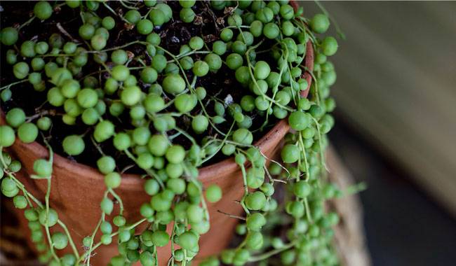 How to Plant String of Pearls(Senecio Rowley's) Care and Propagation