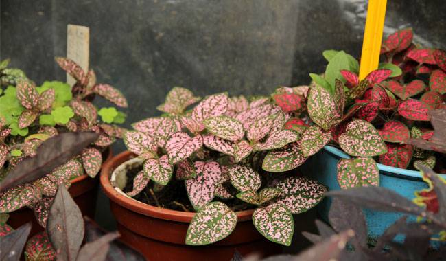 Hypoestes Plant a Bright Spotted Plant