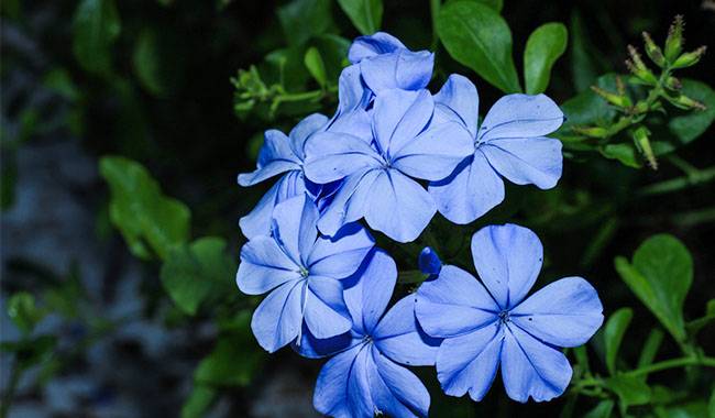 Leadwort Flower Plumbago Care How to Plant, Grow and Take Care of it