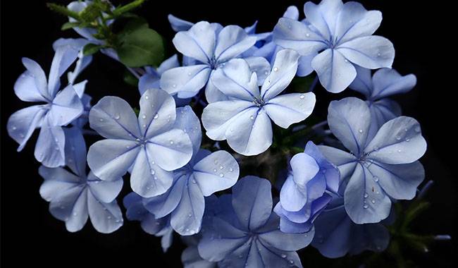 Plumbago Has a High Demand for Nutrients