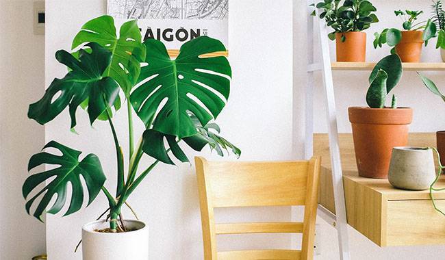 Poisonous Plants for The Garden and Indoors