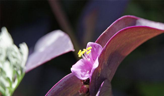 Spiderwort (Tradescantia) is mainly colored or mottled plants