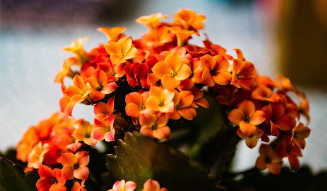 The Guideline for Grow Kalanchoe Care and Planting