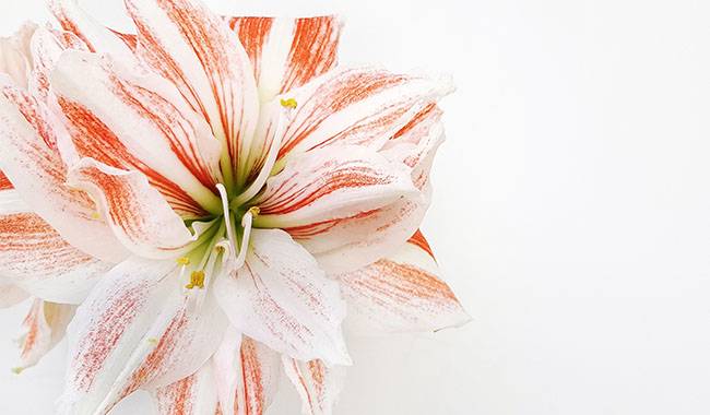 The Main Conditions for Growing Hippeastrum