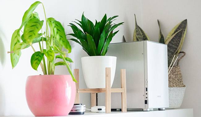 The Most Stronger Toxic Indoor Plants