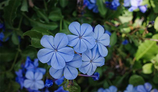 To Which Plumbago Plants are Susceptible to Deficiencies