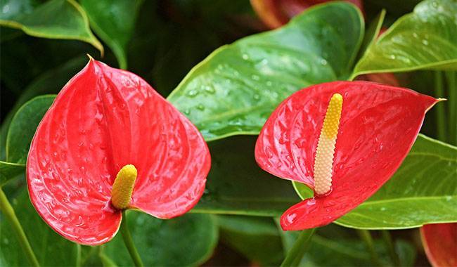 Top 10 Tips for Growing Anthurium Plant (Laceleaf)