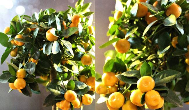 What is Calamansi (Calamondin) Plant and How to Grow it