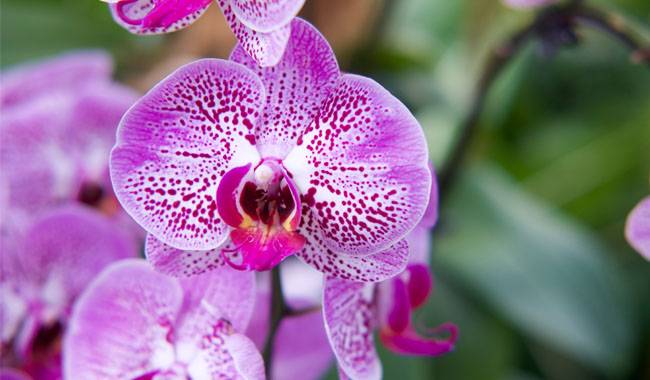Where to Buy Orchids for Your Home