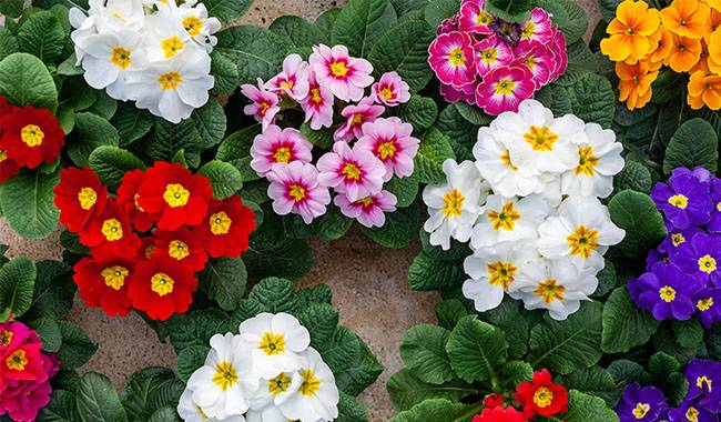 10 Common about Growing Primrose Indoors