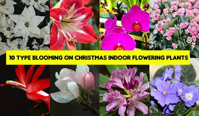 10 Type Blooming on Christmas and New Year’s Indoor Flowering Plants