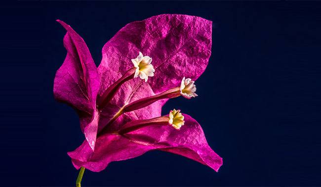 8 Reasons Why Bougainvillea Plant Isn't Blooming