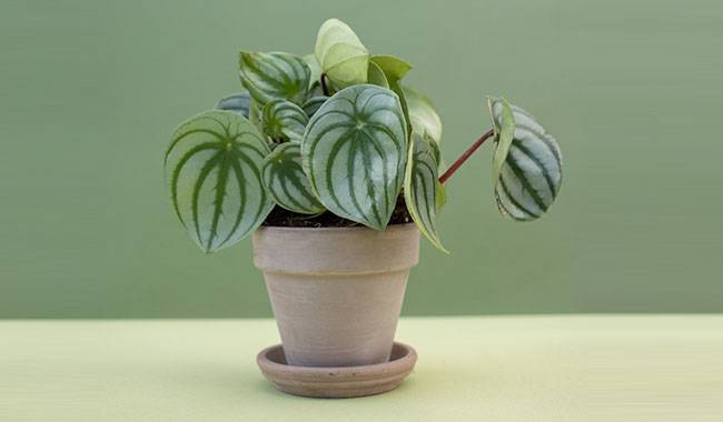 9 Tips for Growing Peperomia (Radiator Plants) at Home