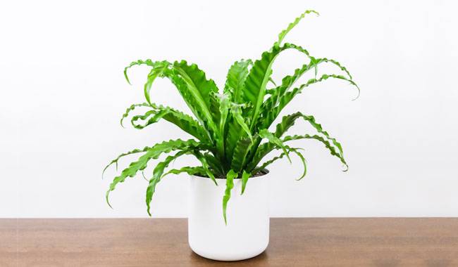 Asplenium (Spleenworts) How to Planting, Growing and Care it at Home