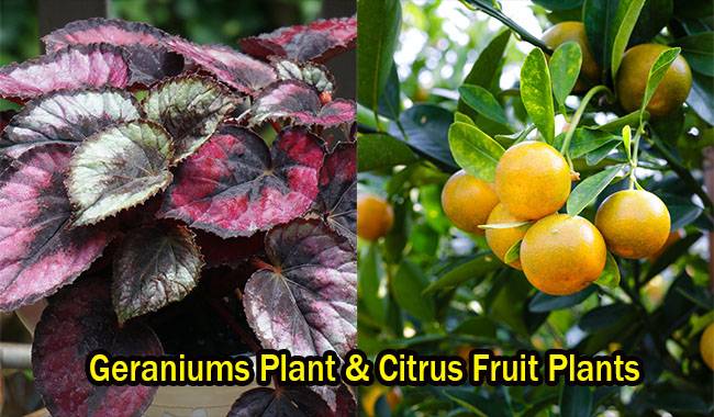 Begonia Plant & Citrus Fruit Plants