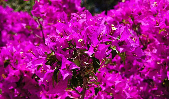 Bougainvillea Plant Growing Conditions