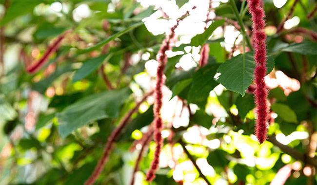 Caring for Acalypha Plants at Home